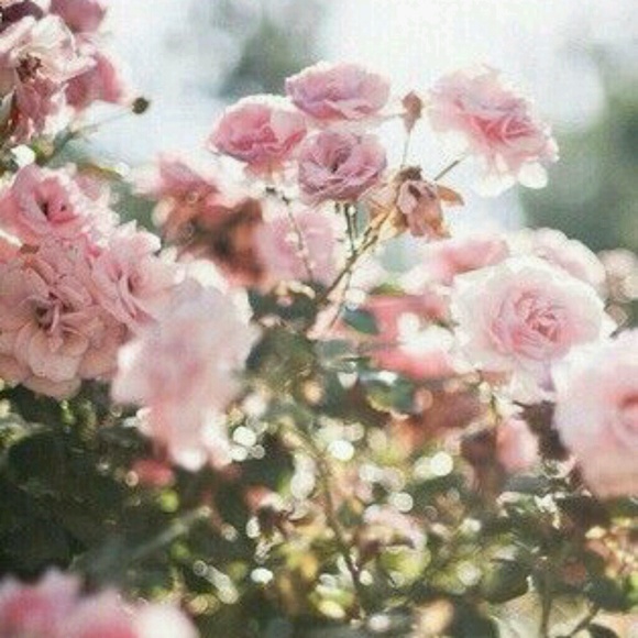 Meet your Posher, Carlie - Picture 1 of 1